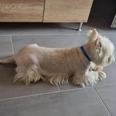 Ht * Мезёкёвешд